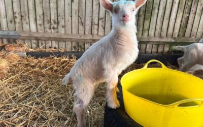 Goat Yoga Is Back!