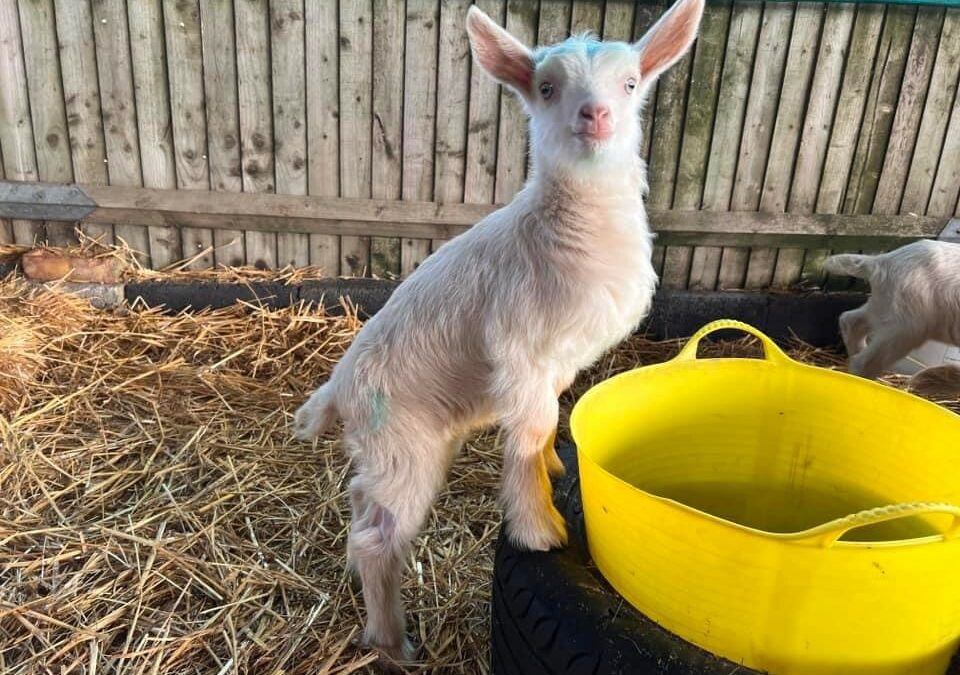 Goat Yoga Is Back!